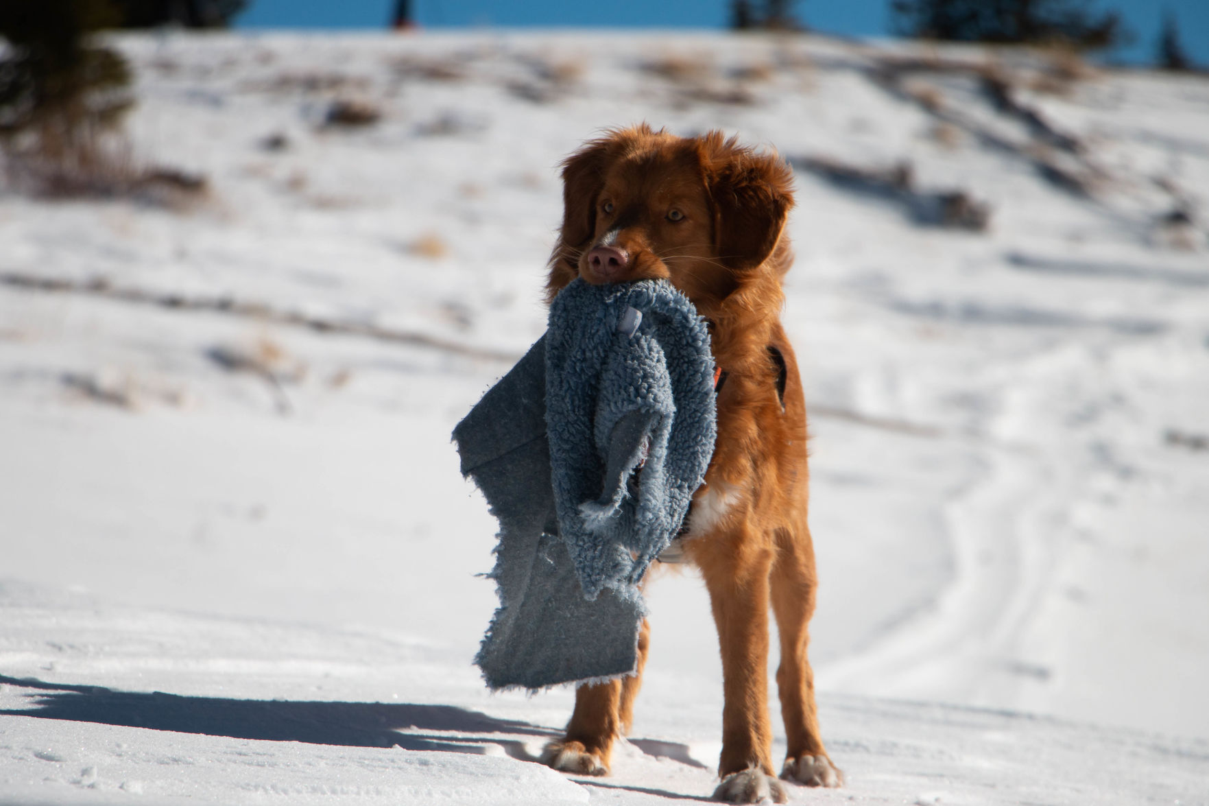 SkiDogs-9580.jpg